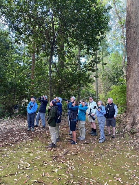 Madeira: Birdwatching - The Endemics - How the 4.5-hour format works from Funchal