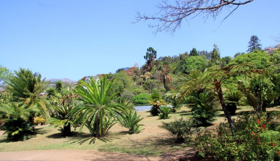 Madeira: Botanical Garden in a Tuk-Tuk Tour - Getting picked up in Funchal and the uphill ride reality check