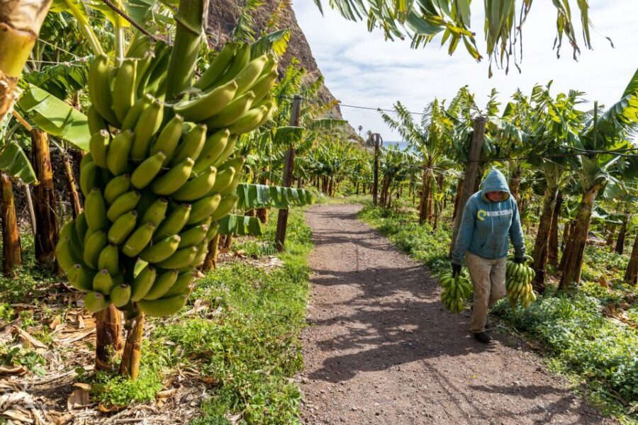 Madeira: Faja dos Padres Private Sightseeing Tour - What you’ll actually do in 3 hours