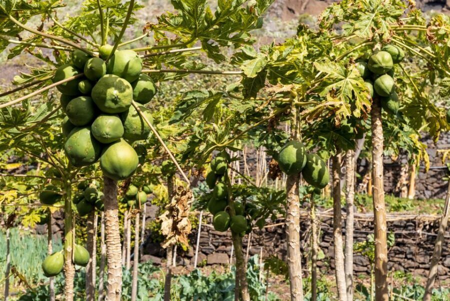 Madeira: Faja dos Padres Private Sightseeing Tour - Fajã dos Padres: Why this south-coast corner feels different