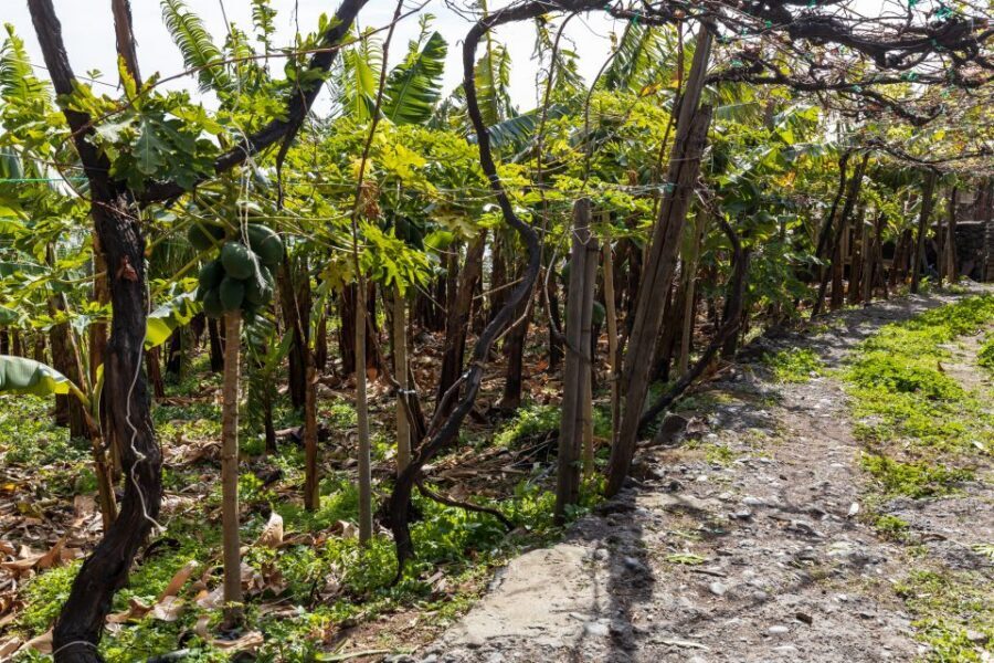 Madeira: Faja dos Padres Private Sightseeing Tour - The panoramic viewpoint: where you pause and actually look