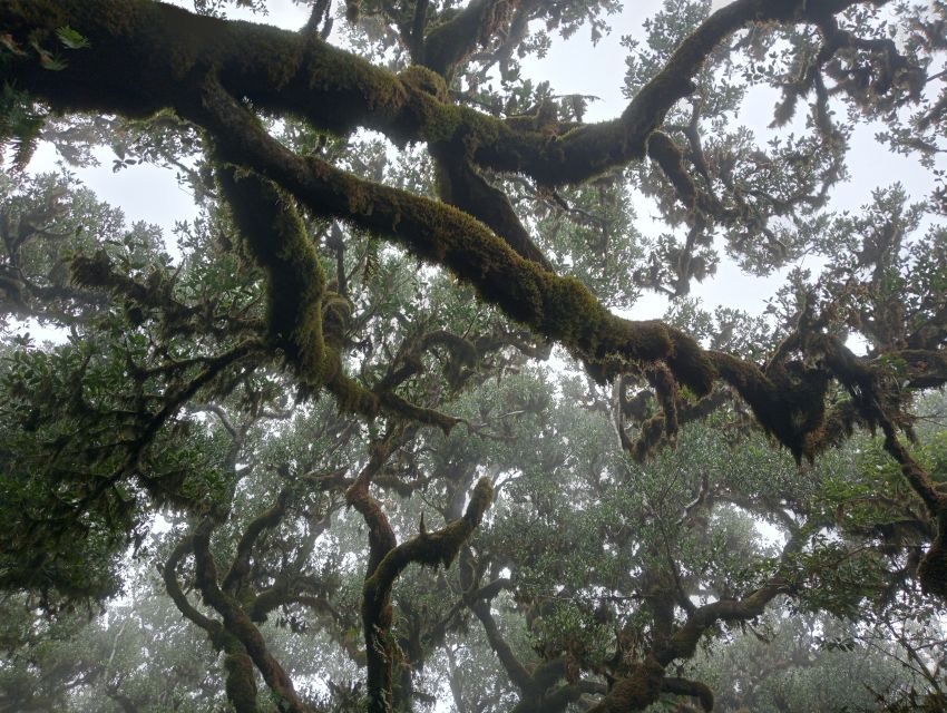 Madeira: Fanal Forest Guided Hiking Tour - Key highlights you’ll actually feel on the ground