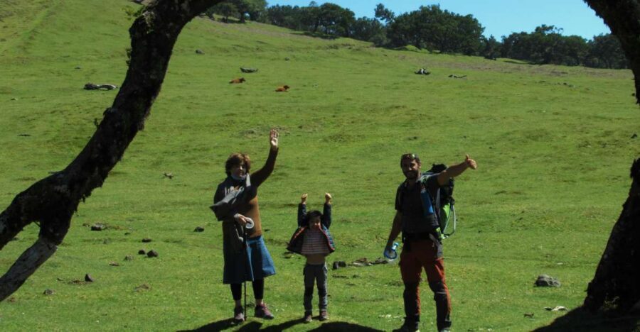 Madeira: Fanal Forest Guided Hiking Tour - Fanal Forest: why the centennial trees feel so eerie (in a good way)