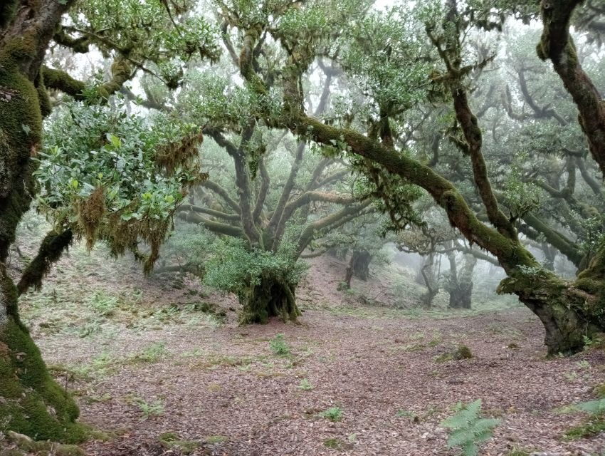 Madeira: Fanal Forest Guided Hiking Tour - Photo time in the mist and that rock-passage stop