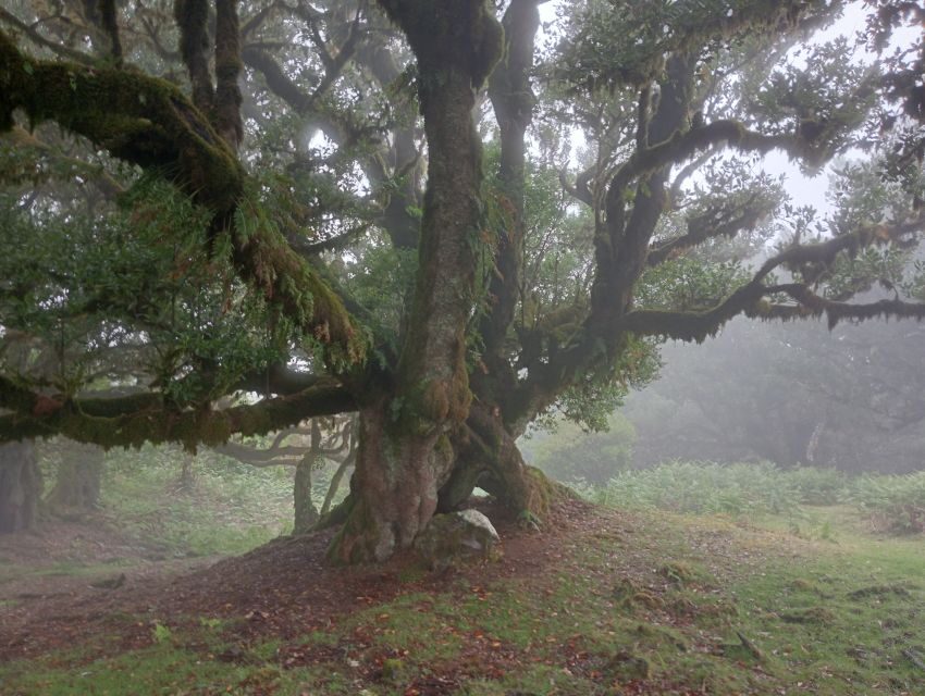 Madeira: Fanal Forest Guided Hiking Tour - Hotel pickup and the long scenic ride through volcanic terrain