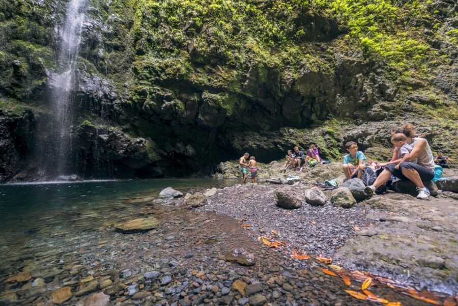 Madeira: Full-Day Laurel Forest Guided Walking Tour - Key Things You’ll Want to Know Before You Go