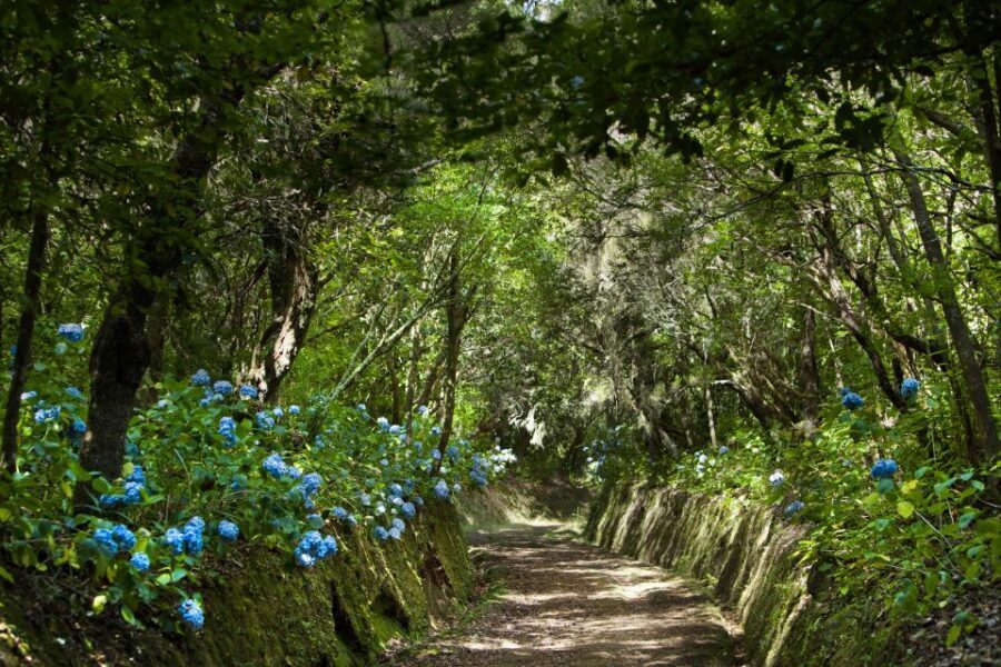 Madeira: Full-Day Laurel Forest Guided Walking Tour - Why Madeira’s Levadas in the Laurel Forest Feel Special