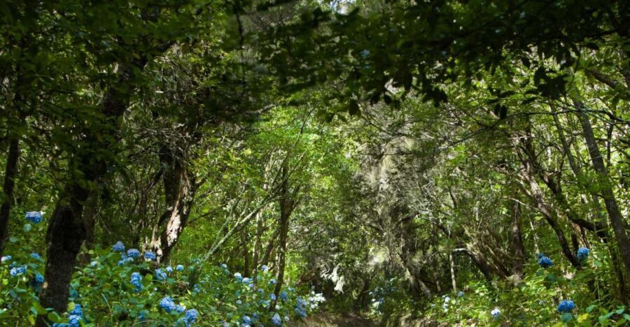 Madeira: Full-Day Laurel Forest Guided Walking Tour - Queimadas Forestry Park Walk: The Parts That Actually Determine Your Comfort