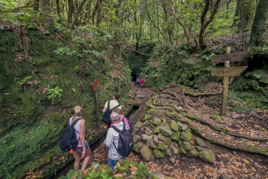 Madeira: Full-Day Laurel Forest Guided Walking Tour - Price and Value: Is $50 Worth a 9-Hour Levada Day?