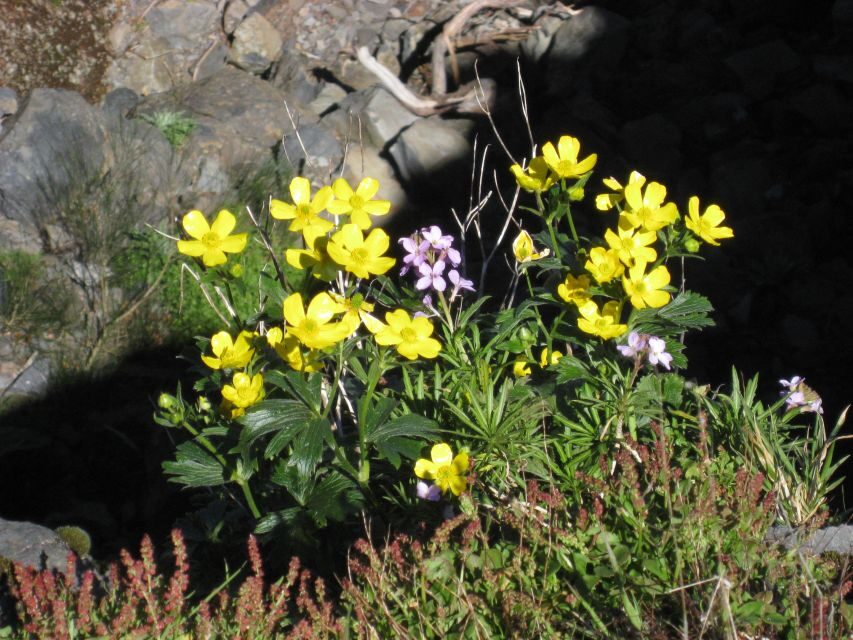 Madeira: Full-Day Pico Ruivo / Achada do Teixeira Walk - What to Bring: Packed Lunch, Hiking Shoes, and No Surprises