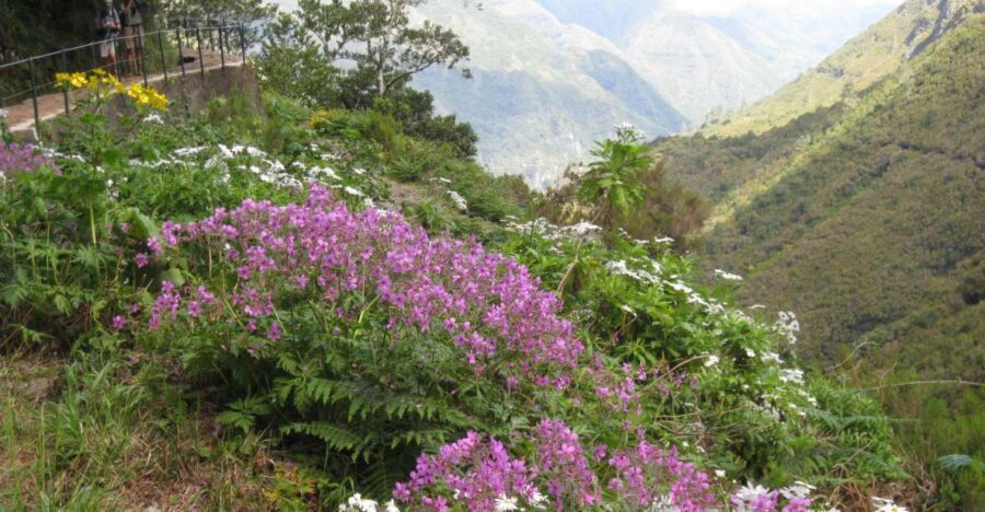 Madeira: Guided Full-Day Rabaçal Walk - From Paúl da Serra down to Rabaçal guesthouse
