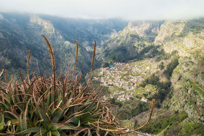 Madeira Half Day Small-Group Tour from Funchal - Price and value: what $75-ish buys you in real time