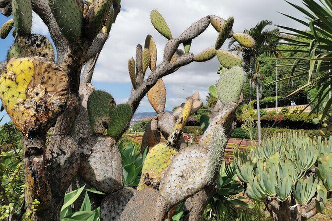 Madeira Highlights: Toboggan, Garden & Cable Car (All-Inclusive) - Pickup and small-group flow: why logistics can make or break a Madeira day