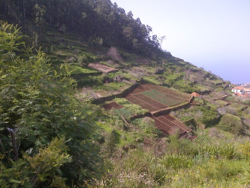 Madeira: Levado do Norte 2-Hour Hiking Tour - Key Points You Should Know Before You Go