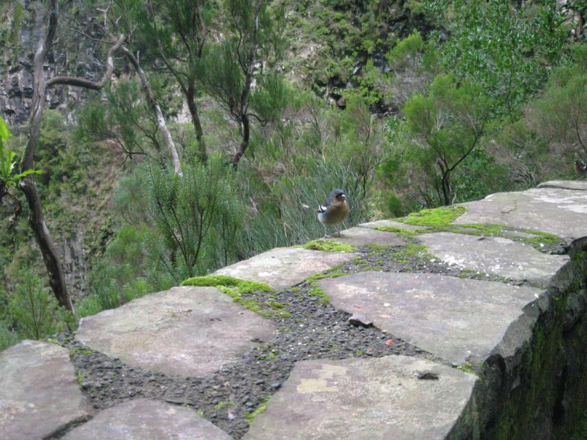 Madeira: Mountain Walk with Lagoon and Waterfalls - Who this Madeira hike suits best