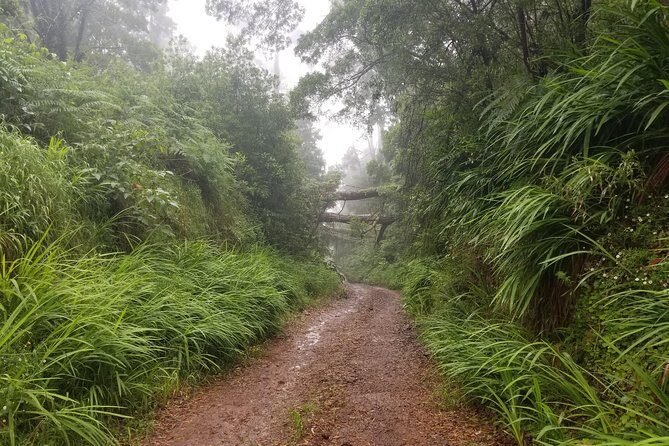 Madeira Off-Road Tours - Stop 1: Santana, Pico do Areeiro at 1,818 m, UNESCO Laurissilva, and Ponta de São Lourenço