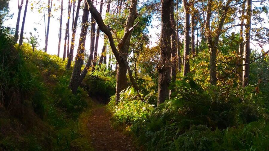 Madeira: Paradise Valley Levada Walk - Hidden forest on the levada: plants, sounds, and steady footing