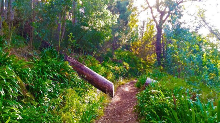 Madeira: Paradise Valley Levada Walk - What to bring for a comfortable 4-hour levada walk