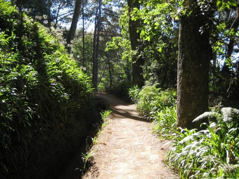 Madeira: Paradise Valley Levada Walk - Getting from Funchal to Vale do Paraíso (and why pickup matters)