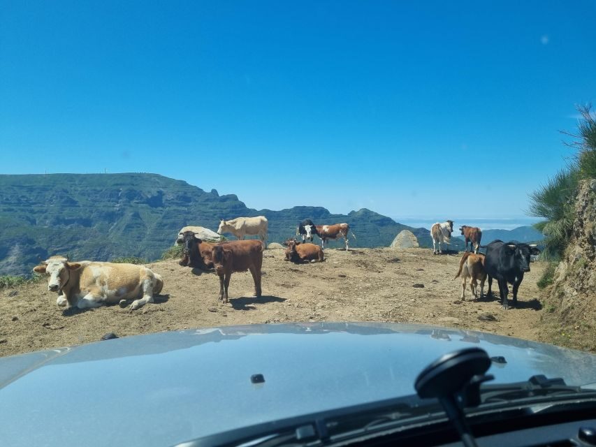 Madeira: Picturesque Peaks and Skywalk private 4x4 Jeep tour - Pickup in the Funchal area and what the timing feels like
