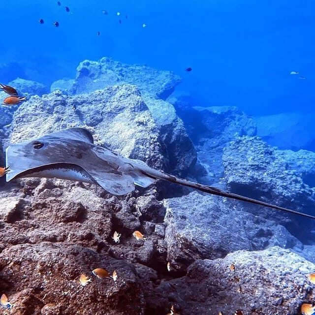 Madeira, Ponta São Lourenço: Scuba Diving for Beginners - Marine Life You Can Hope to See (and How to Notice It)