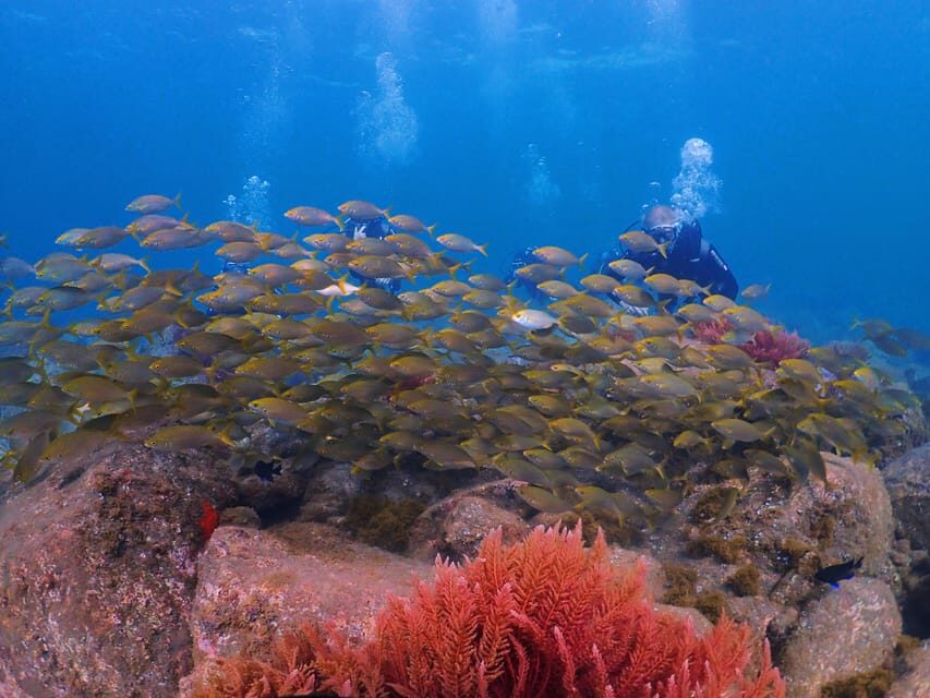 Madeira, Ponta São Lourenço: Scuba Diving for Beginners - The Instructors: What You Want Them to Be Like