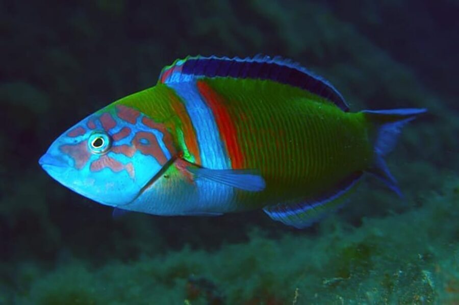 Madeira, Ponta São Lourenço: Scuba Diving for Beginners - What to Bring (and What to Leave for Later)