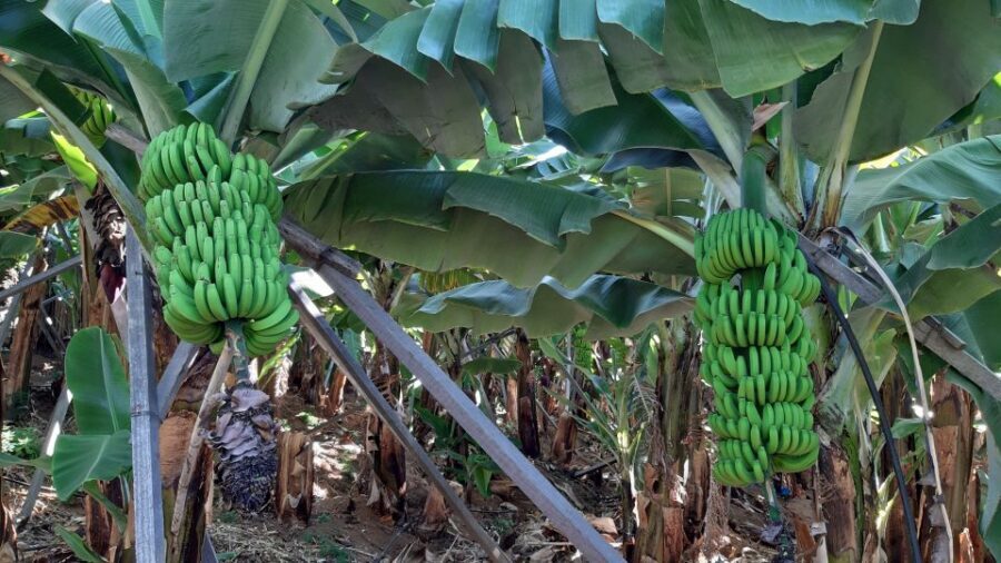 Madeira: Private Banana Farm Tour with Pickup - Key Points at a Glance