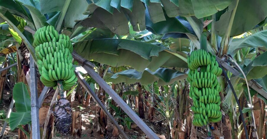 Madeira: Private Banana Farm Tour with Pickup - Why Madeira Bananas Are Worth Your Time