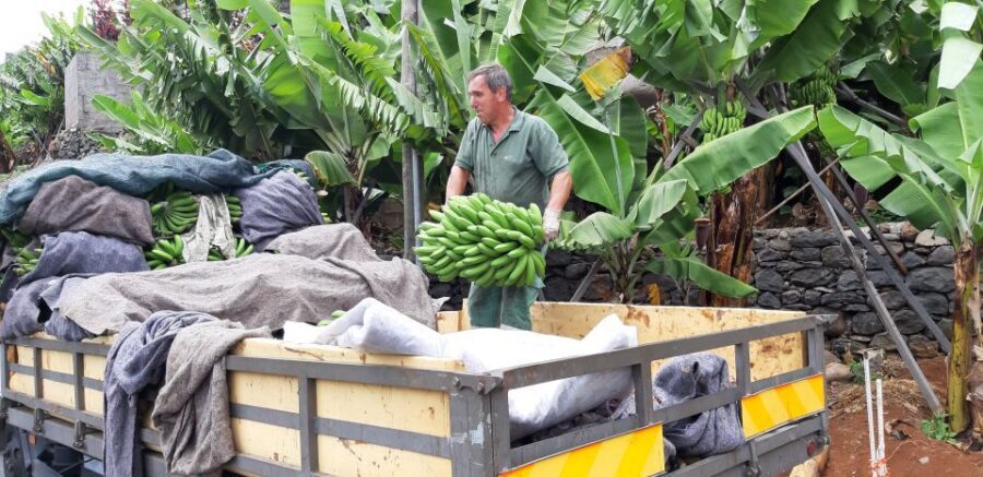 Madeira: Private Banana Farm Tour with Pickup - What You’ll See on the Ground: Banana Plants Through Their Life Cycle