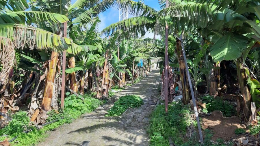 Madeira: Private Banana Farm Tour with Pickup - How the Tour Keeps Moving (Without Rushing You)