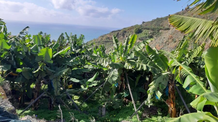 Madeira: Private Banana Farm Tour with Pickup - Comfort Tips That Make This Tour Easier