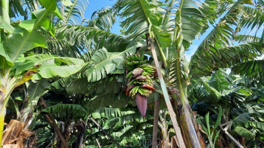 Madeira: Private Banana Farm Tour with Pickup - Rain, Timing, and Ground Conditions