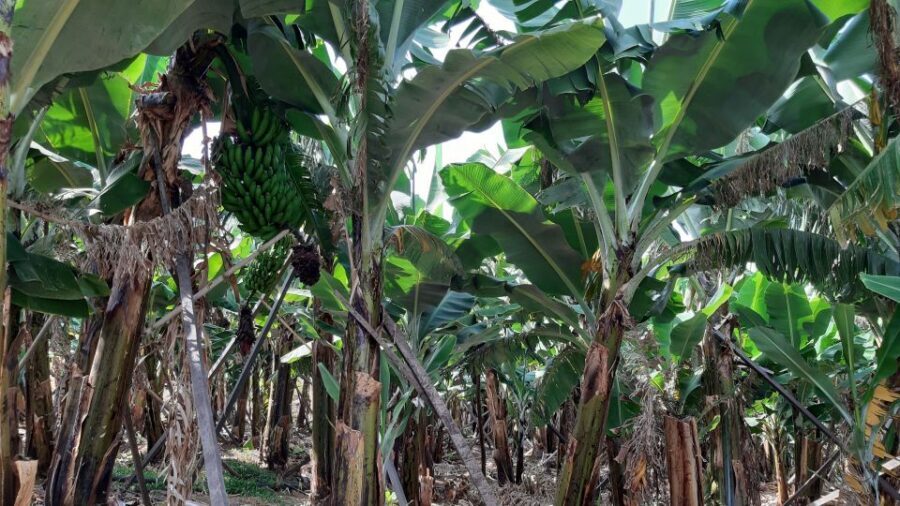 Madeira: Private Banana Farm Tour with Pickup - The Real Value: Private Pickup Plus a Focused 2.5 Hours
