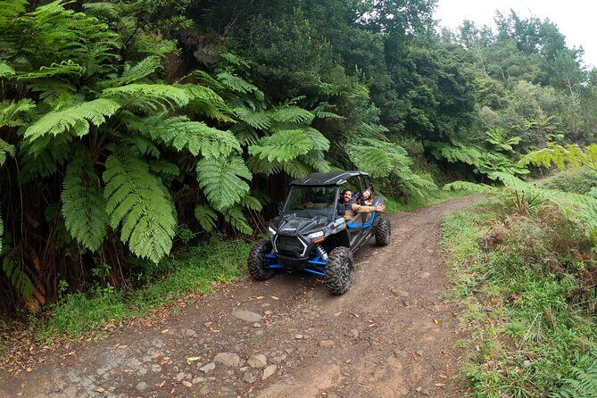 Madeira Private Buggy Adventure: Forest and Mountains - Laurissilva Forest: your first taste of Madeira’s greenery