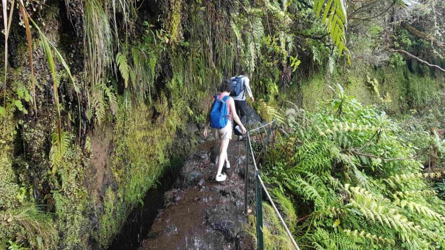 Madeira: Private Guided Levada Caldeirão Verde Walk PR9 - Queimadas start: where the green walk turns real