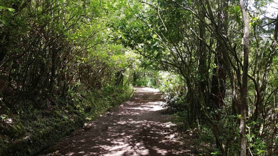 Madeira: Private Guided Levada Caldeirão Verde Walk PR9 - Who should book PR9 Caldeirão Verde (and who should skip)