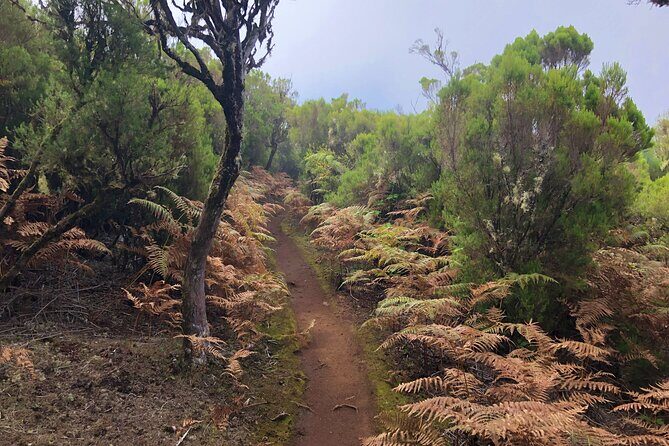 Madeira: Private Guided Walk Vereda Fanal PR13 - Getting to Paul da Serra: why private pickup is worth it