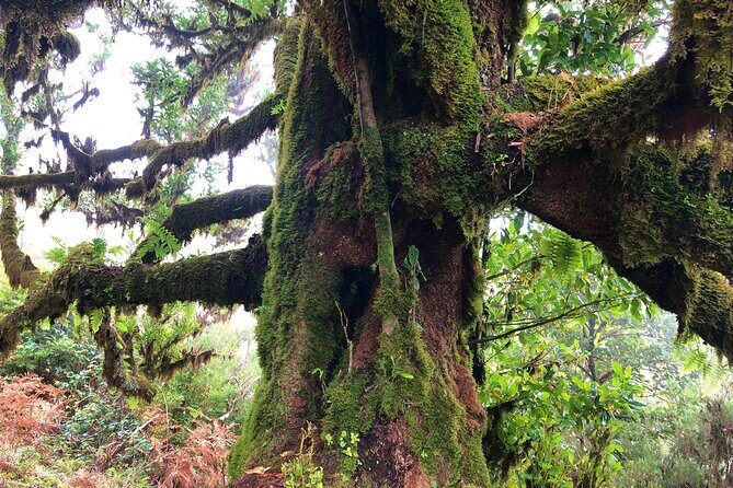 Madeira: Private Guided Walk Vereda Fanal PR13 - Ribeira da Janela valley viewpoints: where the photos come from