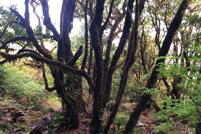 Madeira: Private Guided Walk Vereda Fanal PR13 - Weather and trail rules: how to avoid a miserable Madeira day