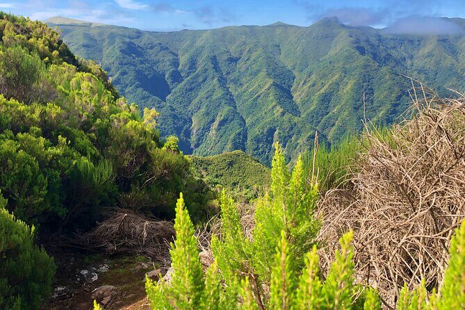 Madeira: Private Guided Walk Vereda Fanal PR13 - Price and logistics: does $104.11 feel like good value?