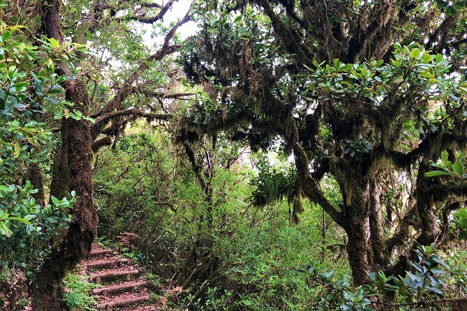 Madeira: Private Guided Walk Vereda Fanal PR13 - Who should book this Madeira private guided walk