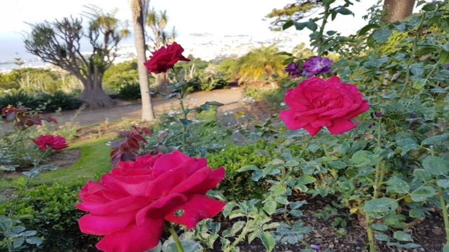 Madeira: Private Half-Day Guided Gardens Tour - Private pacing, guide Q&A, and why a smaller group helps in gardens