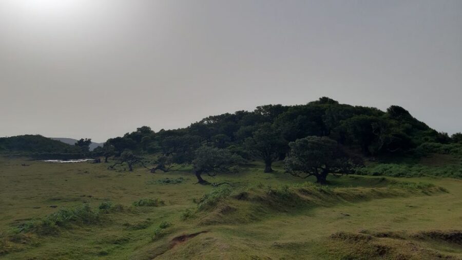 Madeira: Private Tour of Fanal Forest - Key things to know before you go