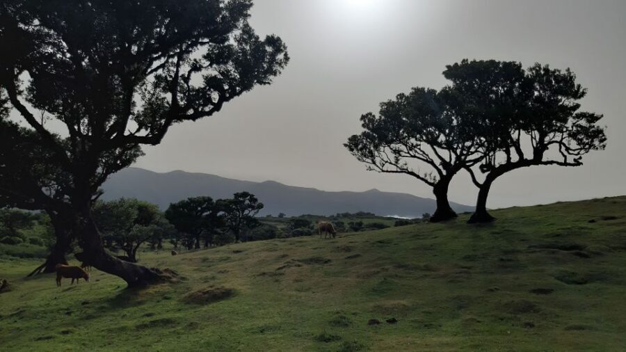 Madeira: Private Tour of Fanal Forest - Who this tour fits best (and who should skip it)