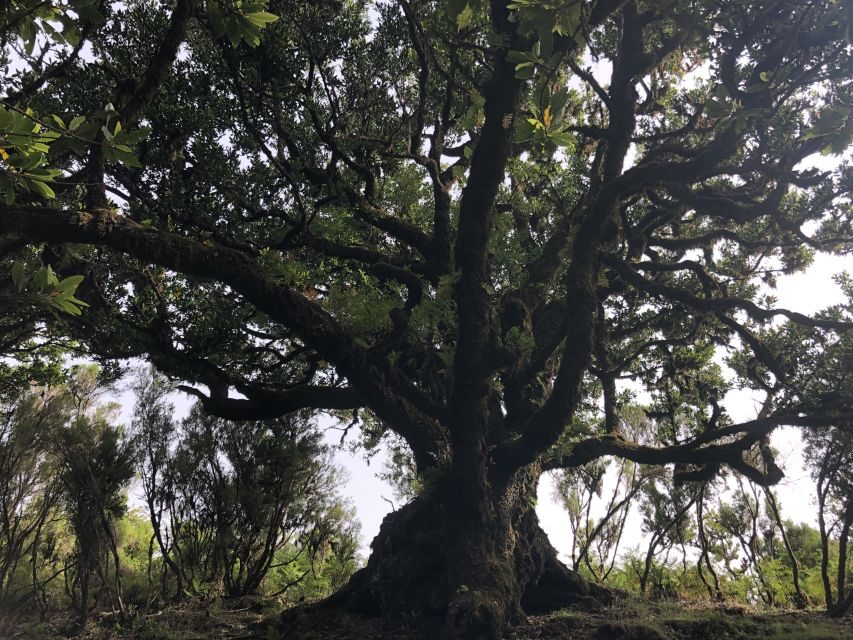Madeira: Private Tour of Fanal Forest - Why the Fanal Forest and Laurisilva feel so timeless