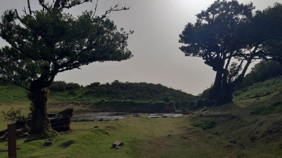 Madeira: Private Tour of Fanal Forest - Ancient trees and the Tis Trees stop: what you’ll actually do