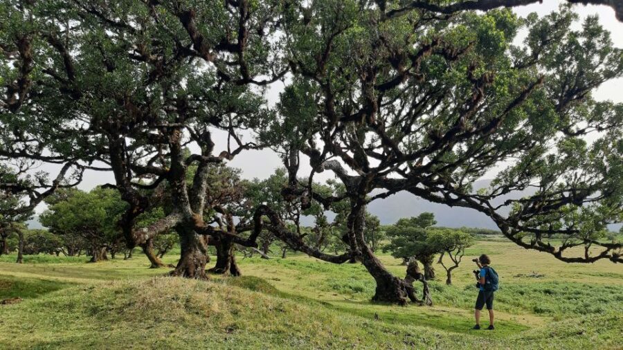 Madeira: Private Tour of Fanal Forest - The path along the biggest Plateau in Madeira: how to enjoy it