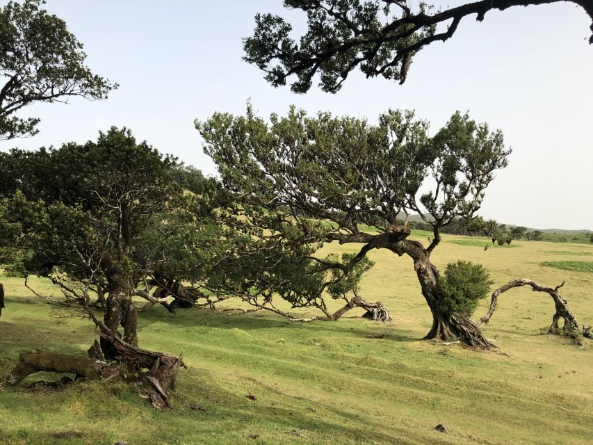 Madeira: Private Tour of Fanal Forest - Rainy-season option: the crater lake near Fanal park