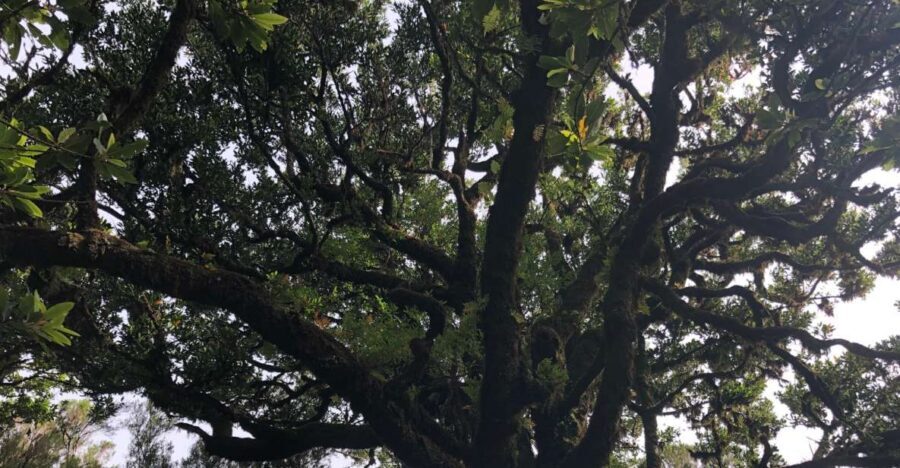 Madeira: Private Tour of Fanal Forest - Guide quality: what you’re paying for in the best way